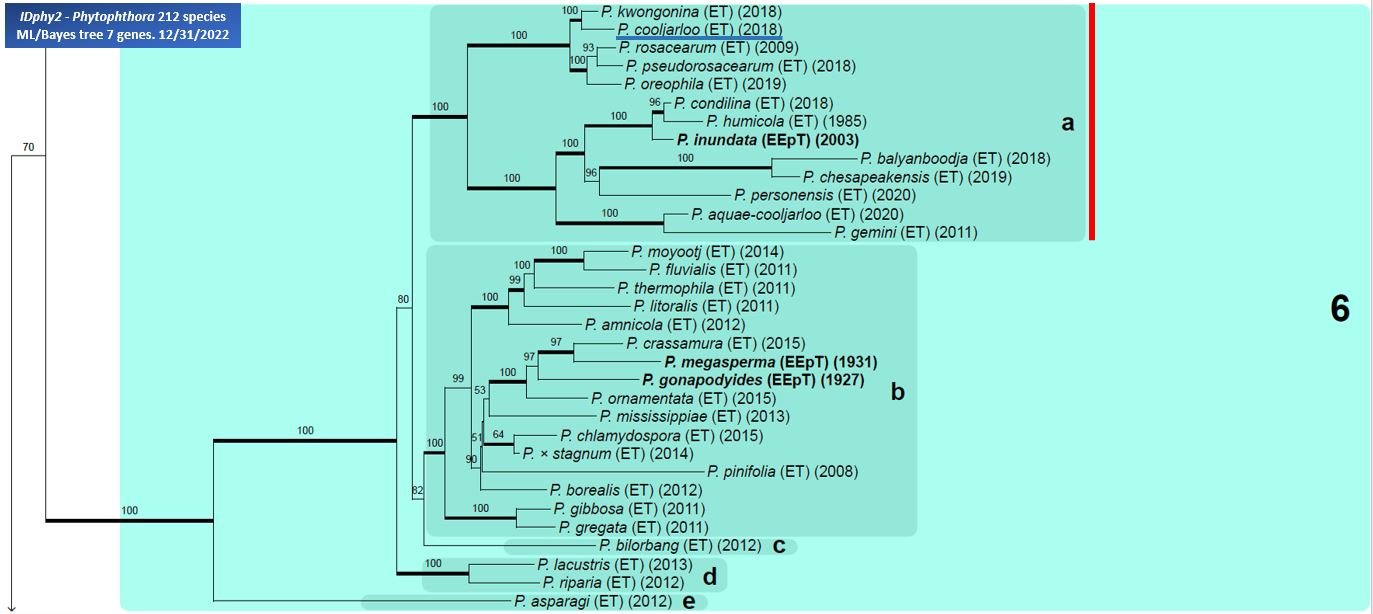    Phytophthora  spp. in subclade 6a:  portion of the seven-loci ML phylogeny featuring the type cultures of 212 described species (by T. Bourret). Notice the position of   P. cooljarloo    Ex-type CBS 143062 = Samp;T BL 185 . Gloria Abad, USDA Samp;T.
